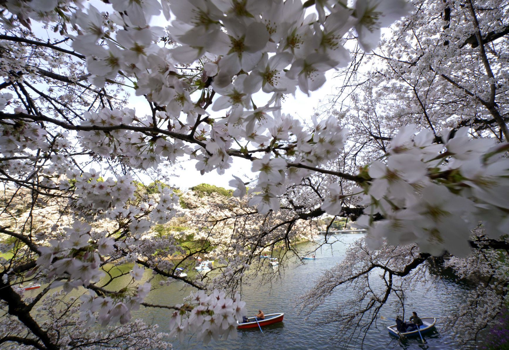 Japan cherry blossoms